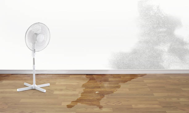 Best Mold removal after water damage  in Dunbar, WV